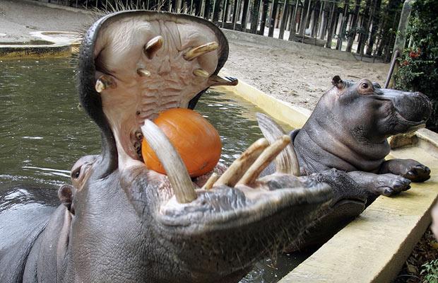 Awesome Hippo